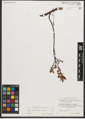 Foto von Salix myrtilloides L. x Salix repens L.